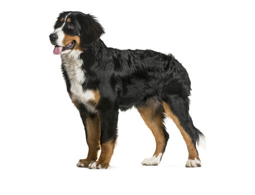 Bernese mountain clearance dog fur